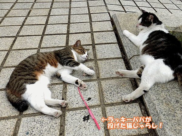 公園猫も暑い ラッキーの日記と パパのカメブラ散歩 公園猫も暑い ラッキーの日記と パパのカメブラ散歩