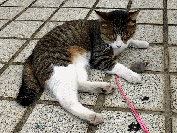 150猫じゃらしも‥‥