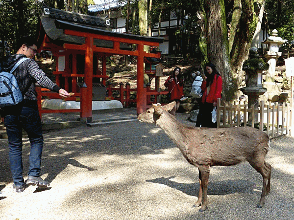 奈良旅行2 二月堂と春日大社 ラッキーの日記と パパのカメブラ散歩