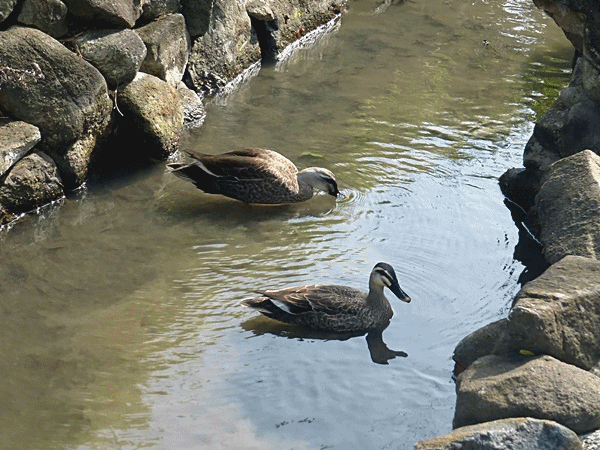 NN140くつろいでいるカモ