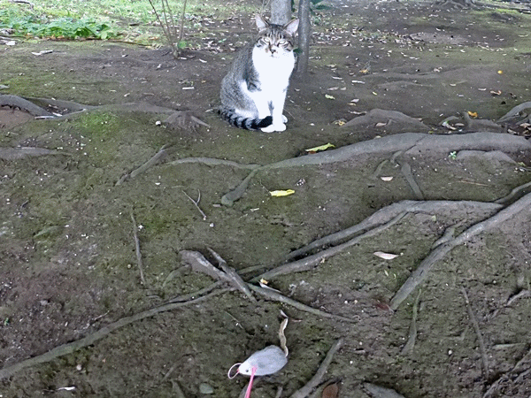 NN170気長に慣らそう