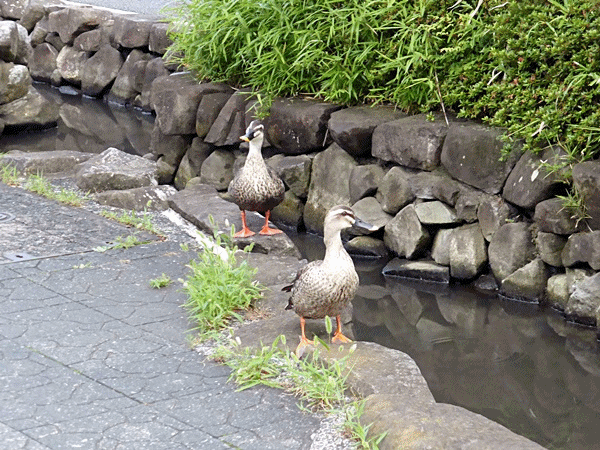 110人工の小川にまたカモが