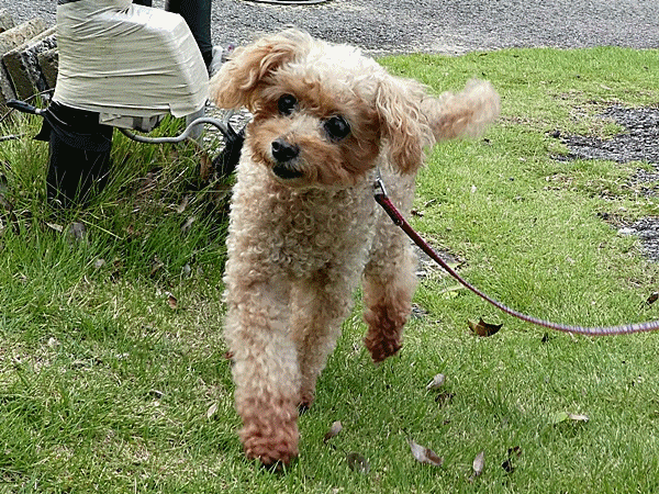 160元気なマロン