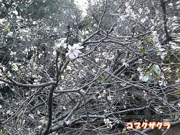NN204コブクザクラ