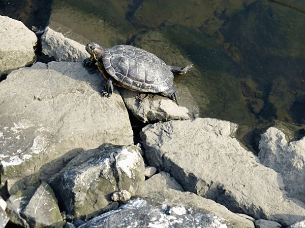 210カメの日向ぼっこ