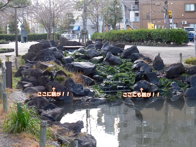 1100羽根を広げた鵜