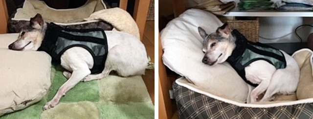 NN辻さんワンコ015