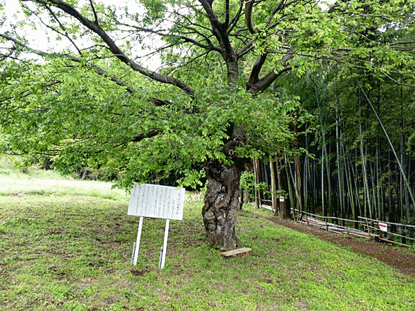 NN162佐倉西部自然公園 (7)