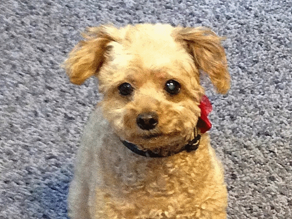 130新宅でのマロン