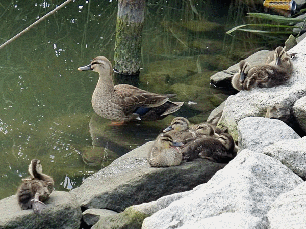 子ガモの休憩00