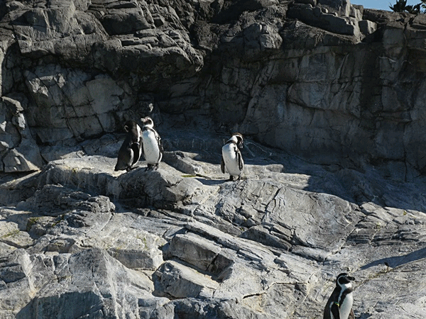 550ペンギン1
