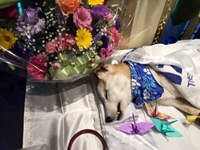 NN辻さんワンコ011