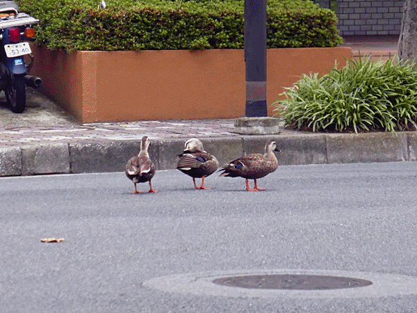 道路のど真ん中で‥‥