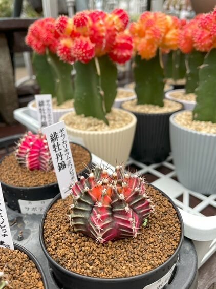 農マルぶどう12