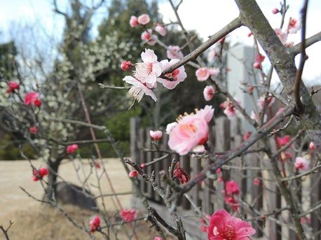 神勝寺13