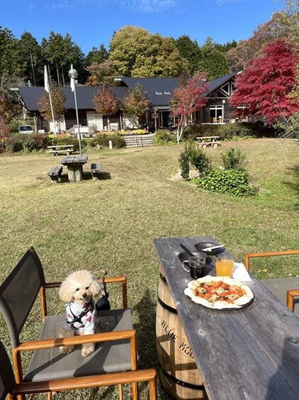 星のこやまカフェ7