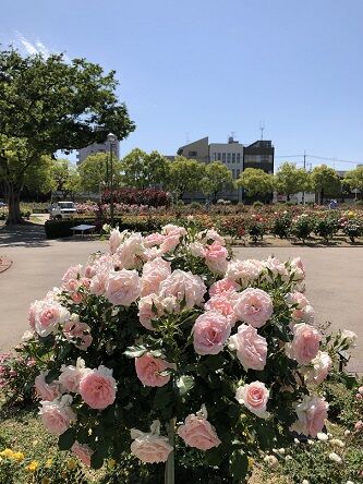 市内はバラの香りに包まれてますね 17日はネットとラジオで 第53回福山ばら祭 あっちこっち ここdeランチ 市内はバラの香りに包まれてますね 17日はネットとラジオで 第53回福山ばら祭 あっちこっち ここdeランチ
