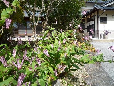 雪花亭2