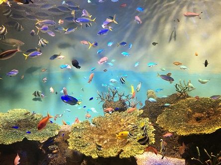 宮島水族館4