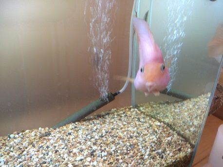 ころりん9
