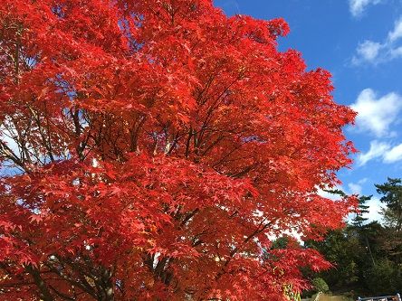 さんわステーション紅葉