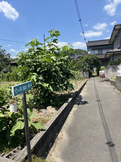 空風桃1