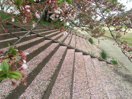 桜の階段ぷ