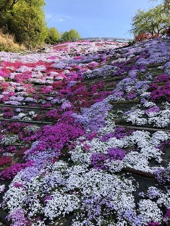 芝桜