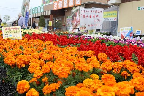 農マル園芸2