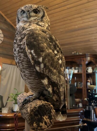 owl cafe13