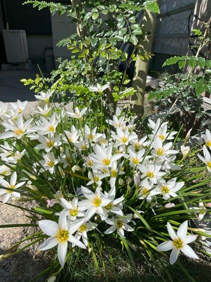 リジェネラーレ15