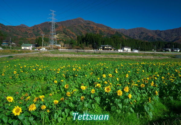 12月8日 永平寺町のひまわりと金沢のセコイヤ並木までツーリング 哲つぁんの写真ブログ 12月8日 永平寺町のひまわりと金沢のセコイヤ並木までツーリング 哲つぁんの写真ブログ