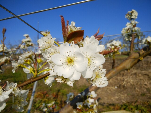 梨の花 農家でgo 梨の花 農家でgo