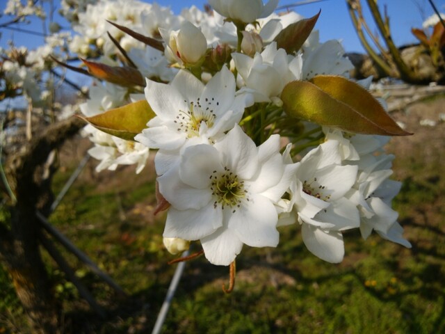 梨の花 農家でgo 梨の花 農家でgo