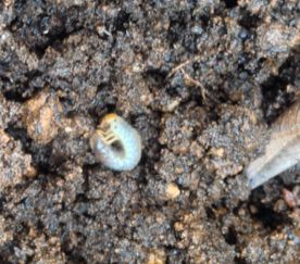 オリーブの鉢植にコガネムシの巻 農家でｇｏ