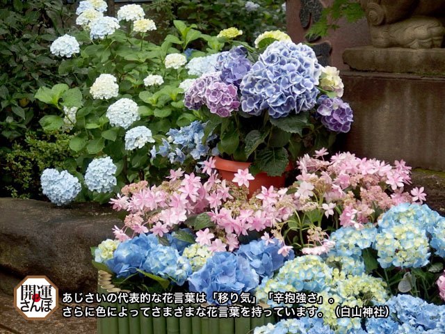 開運カレンダー 6月のカレンダー 梅雨の花 あじさい 開運さんぽ Lucky Beans 開運カレンダー 6月のカレンダー 梅雨の花 あじさい 開運さんぽ Lucky Beans