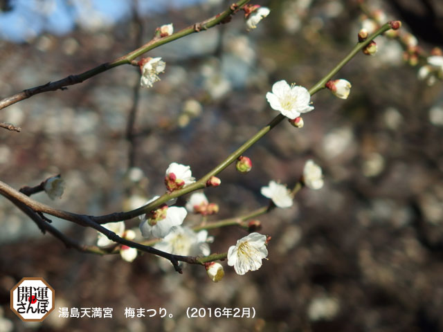 開運さんぽ 神社 湯島天満宮の梅まつり 開運さんぽ Lucky Beans 開運さんぽ 神社 湯島天満宮の梅まつり 開運さんぽ Lucky Beans