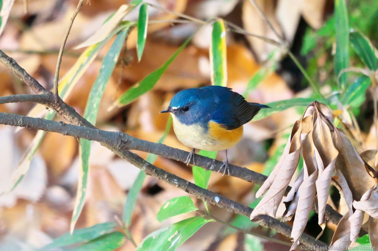 2024年12月18日：今日の野鳥撮りの散歩＜近場の緑地でルリビタキ