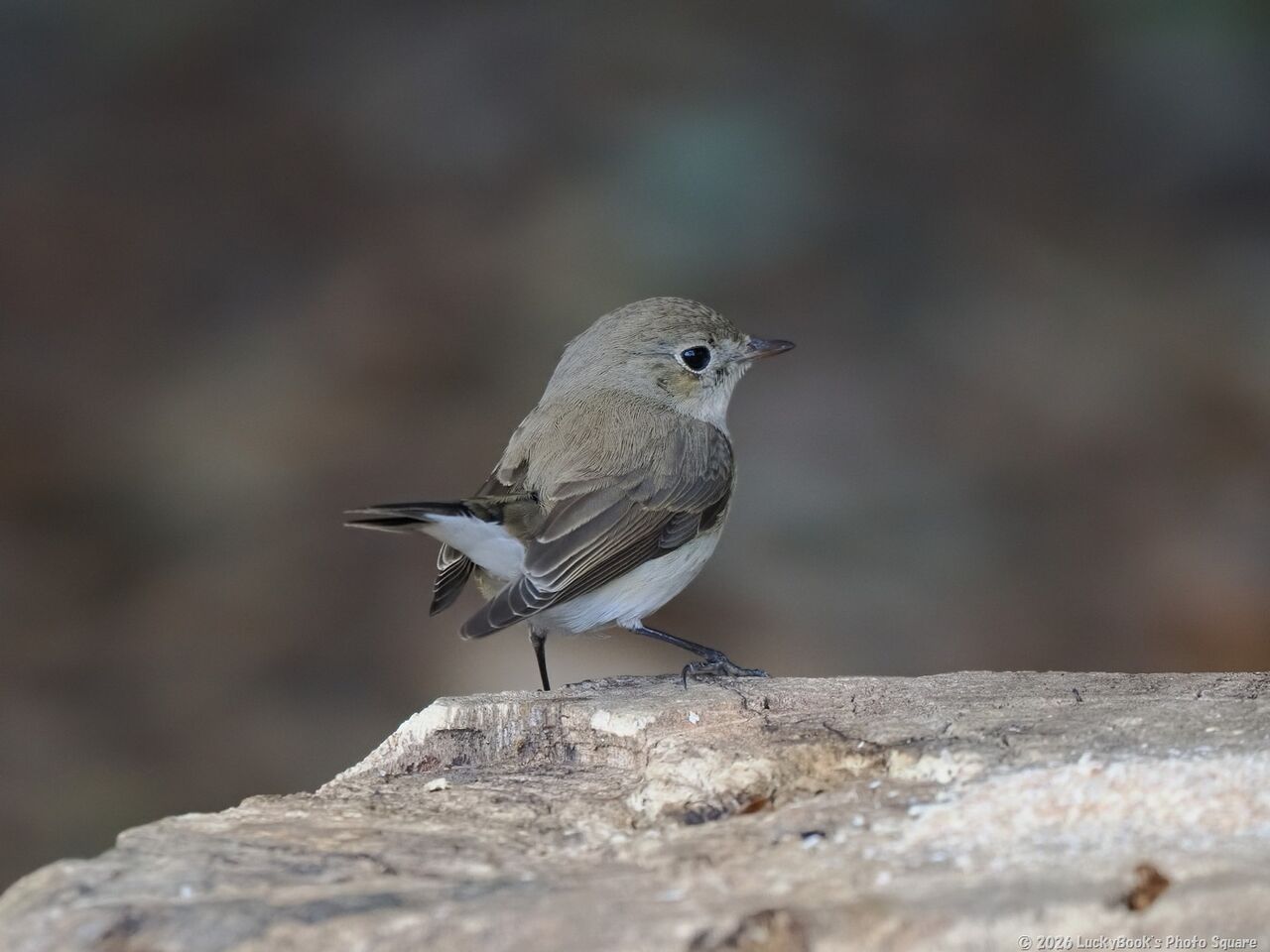 2026年1月3日：今日の野鳥撮りの散歩＜新年初鳥は隣市の大きな都市公園