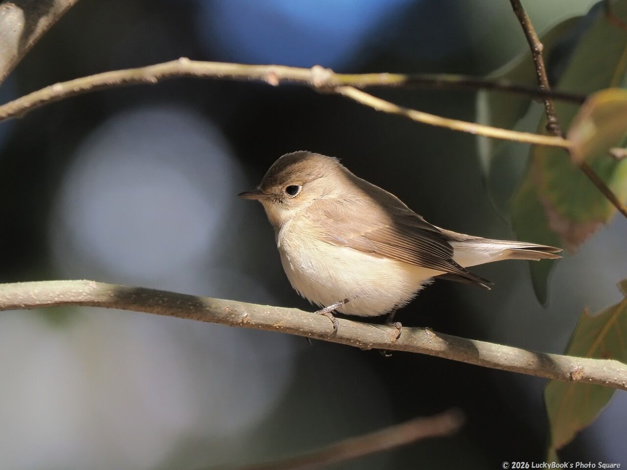 2026年1月3日：今日の野鳥撮りの散歩＜新年初鳥は隣市の大きな都市公園