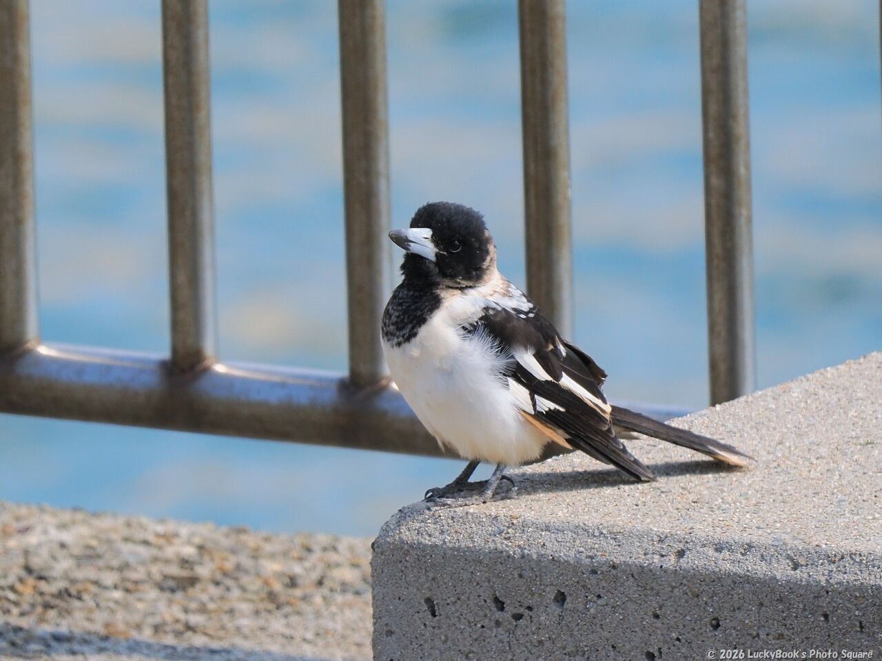 2026年3月16日：今日の野鳥撮りの散歩＜大盛上り中の野鳥撮りへ