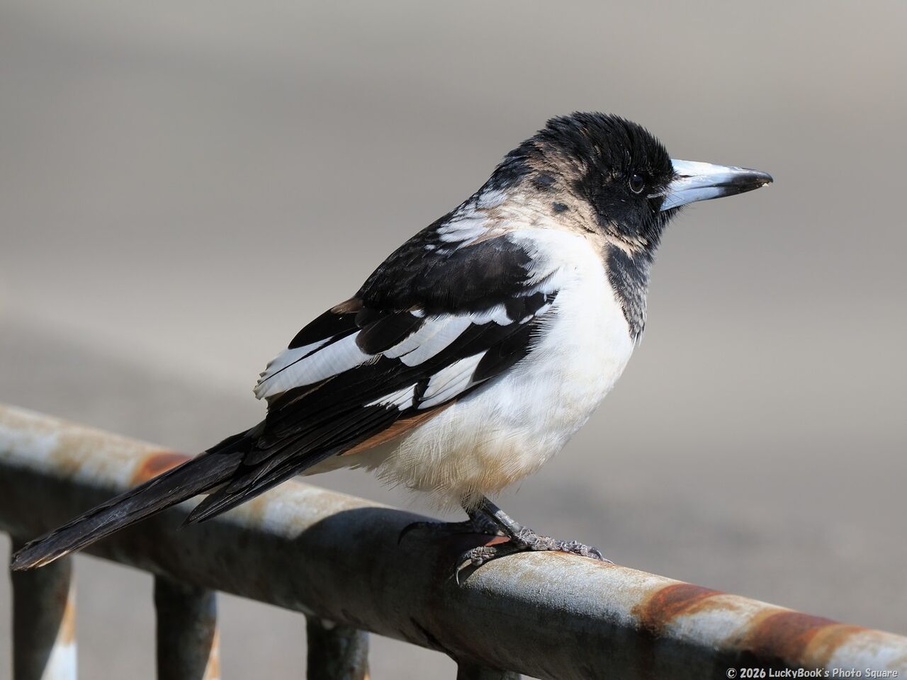 2026年3月16日：今日の野鳥撮りの散歩＜大盛上り中の野鳥撮りへ