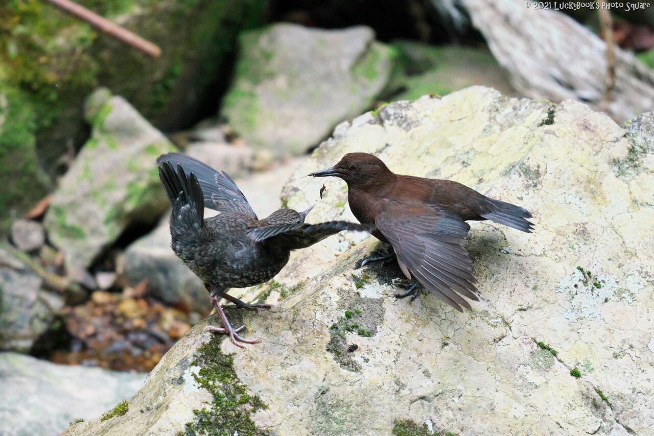 21年4月3日 今日の野鳥撮りの散歩 お山で夏の野鳥探し Luckybookの野鳥不定期日記3 備忘録 21年4月3日 今日の野鳥撮りの散歩 お山で夏の野鳥探し Luckybookの野鳥不定期日記3 備忘録