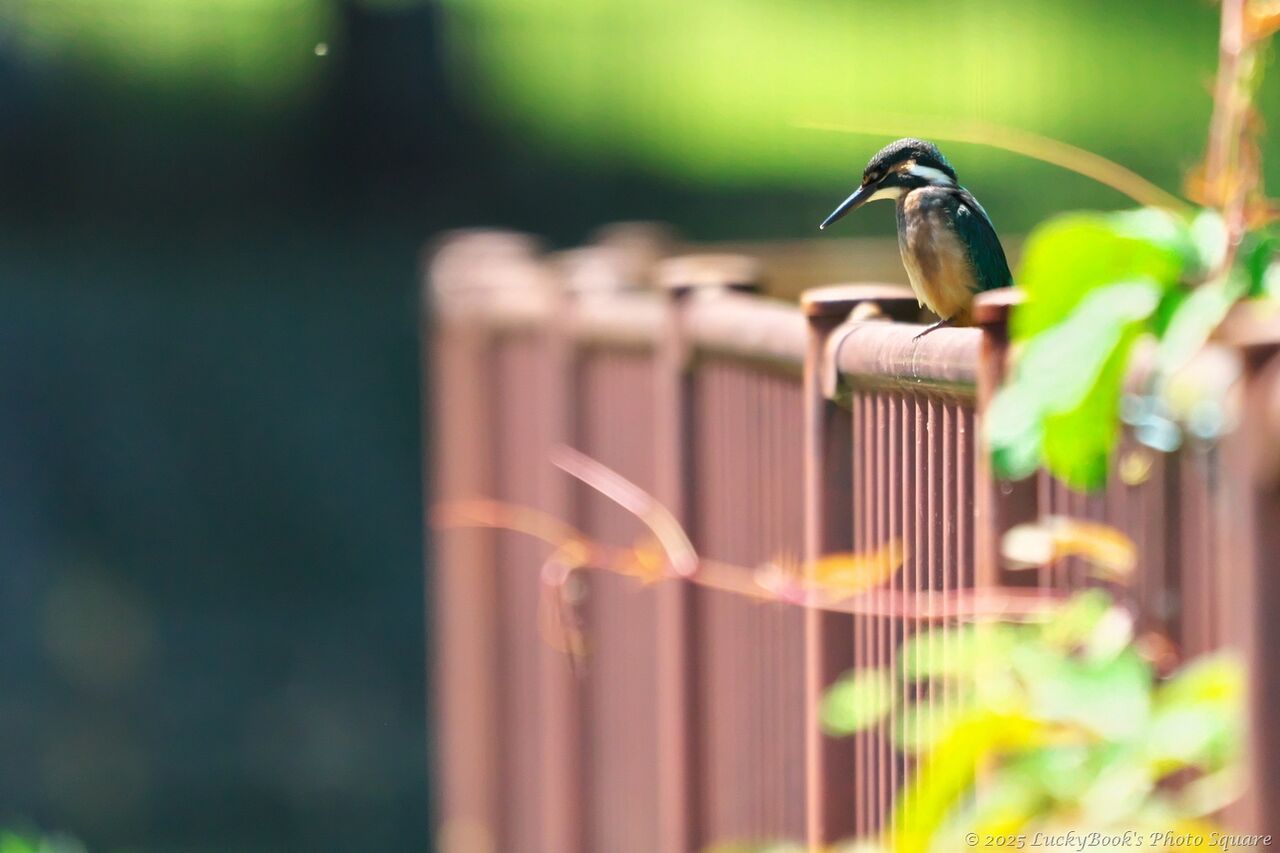古伊万里　カワセミ 古伊万里 カワセミ 古伊万里 カワセミ 2025年最新】Yahoo!オークション