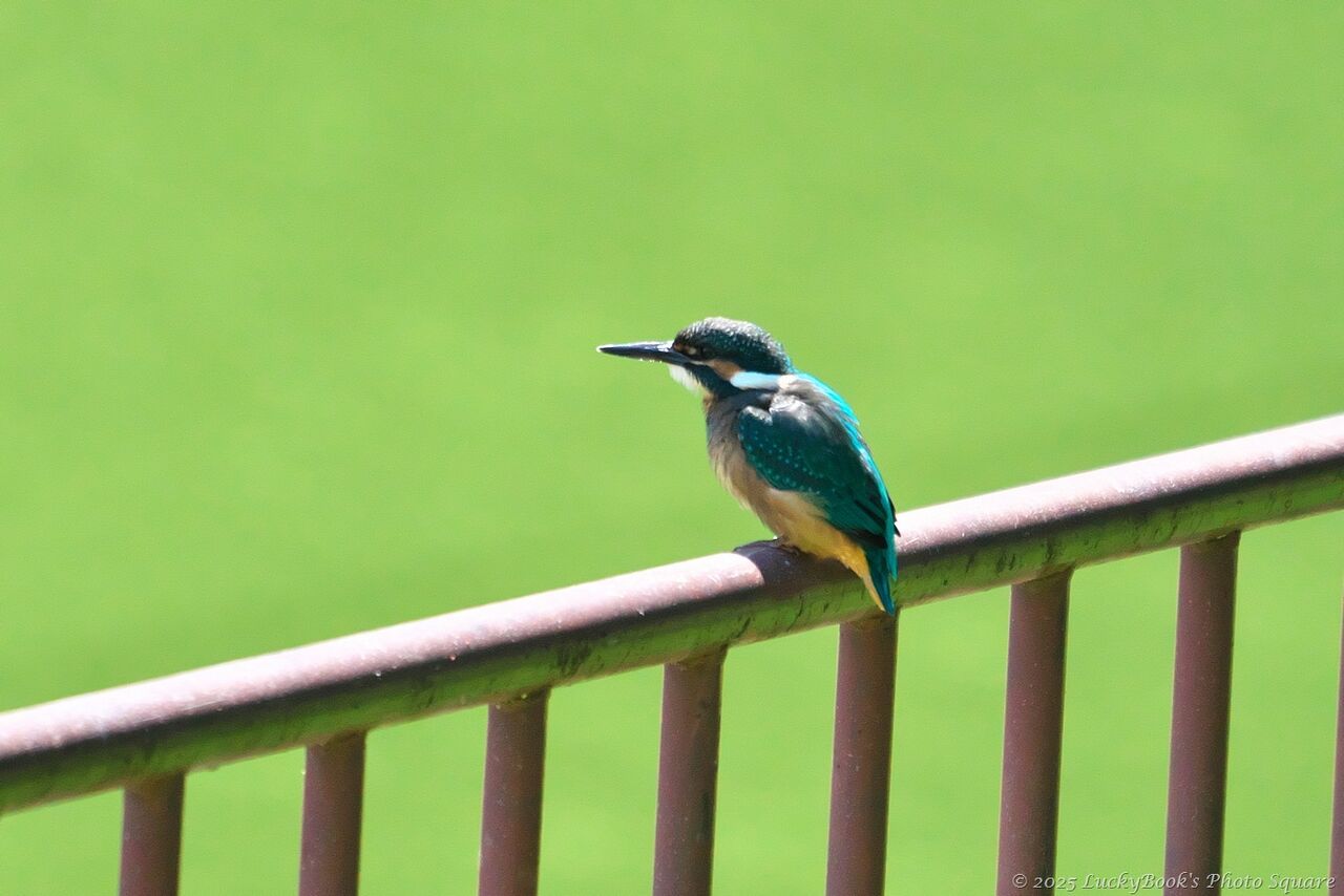 古伊万里　カワセミ 2025年6月5日：今日の野鳥撮りの散歩＜近場の公園でカワセミ