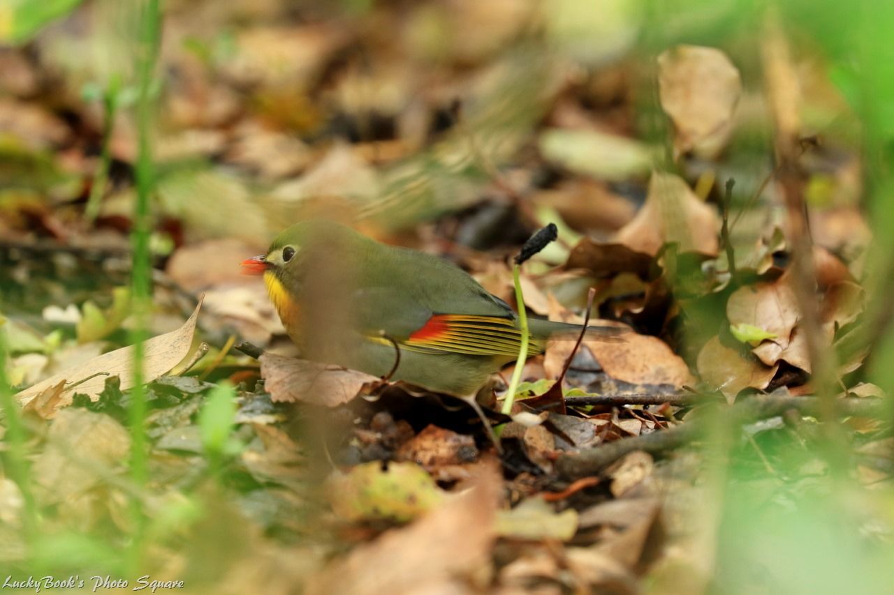 4月1日 久々に大阪市大附属植物園へ 野鳥編 Luckybookの野鳥不定期日記３ 備忘録