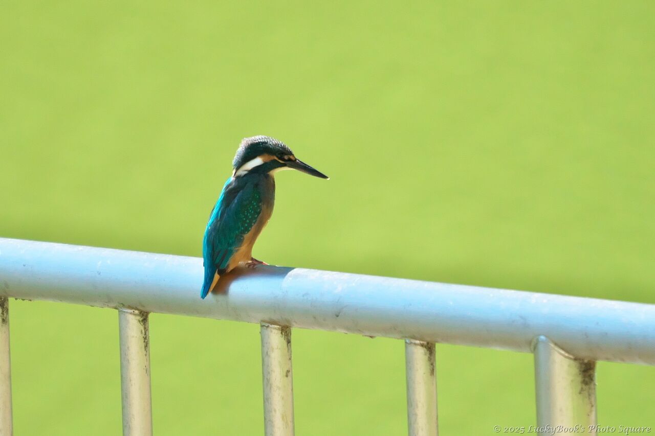 2025年6月5日：今日の野鳥撮りの散歩＜近場の公園でカワセミ