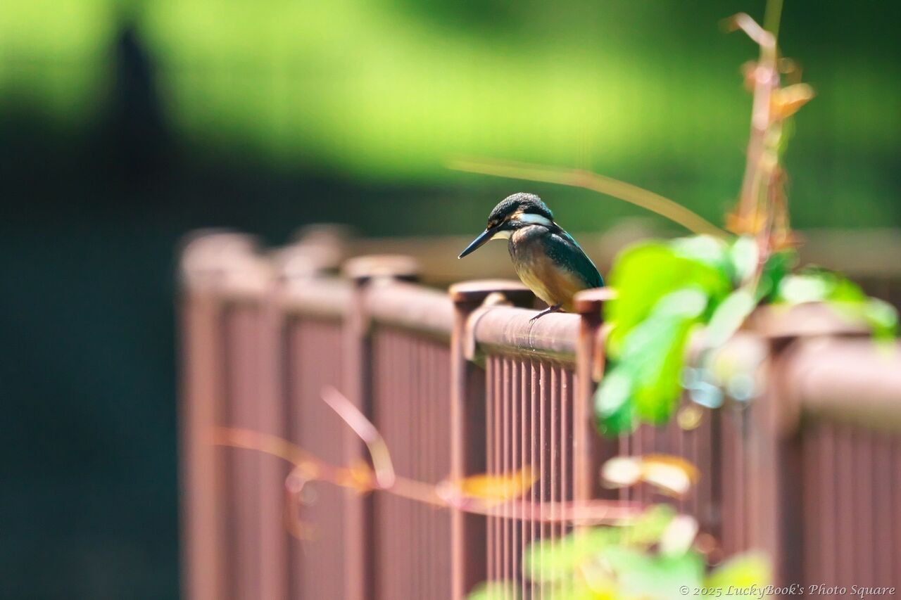 2025年6月5日：今日の野鳥撮りの散歩＜近場の公園でカワセミ