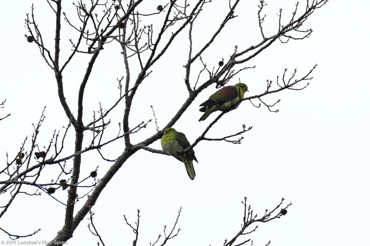 2月3日 今日の野鳥撮りの散歩 服部緑地緑化植物園へ Luckybookの野鳥不定期日記３ 備忘録