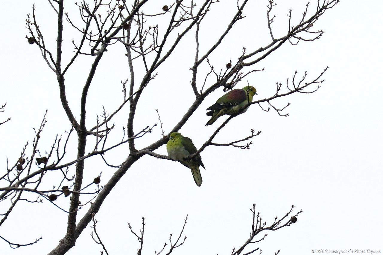 2月3日 今日の野鳥撮りの散歩 服部緑地緑化植物園へ Luckybookの野鳥不定期日記3 備忘録 2月3日 今日の野鳥撮りの散歩 服部緑地緑化植物園へ Luckybookの野鳥不定期日記3 備忘録
